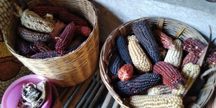 Festival de Maíz, Cultura, Tradición e Identidad de Ixtenco.