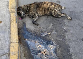 Más perritos envenenados en Huamantla