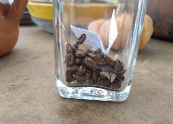 Hallan en Atltzayanca plantas de Maíz Teocintle.