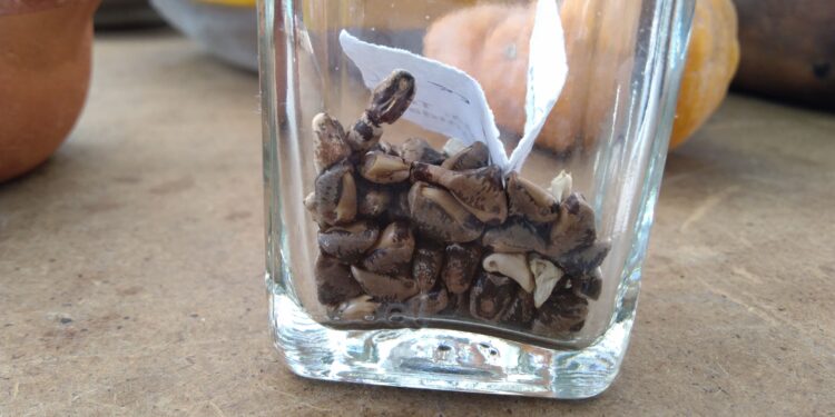 Hallan en Atltzayanca plantas de Maíz Teocintle.