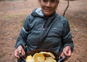 Realizará Tlaxcala su Primer Festival de Hongos Comestibles.