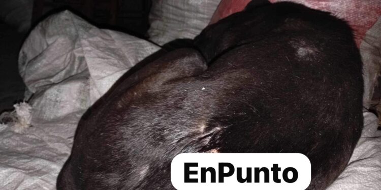 Agreden con m4ch3t3s a perritos en Terrenate.