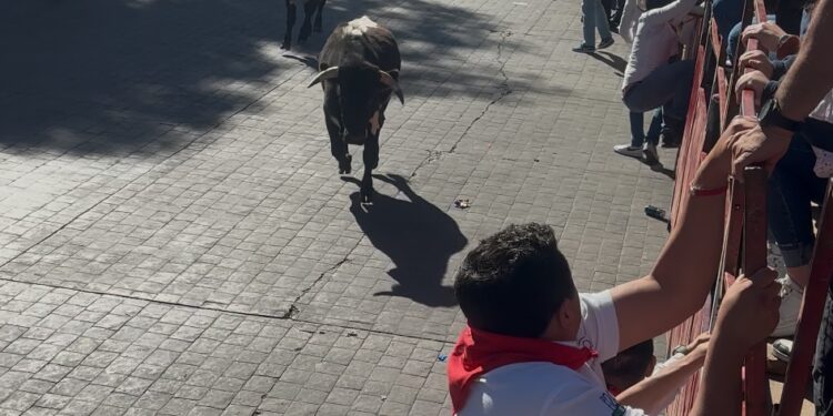 Saldo blanco durante encierro de toros en Huamantla. 