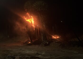 Quema de pastizal ocasiona incendio de palmeras en terrenos de labor.