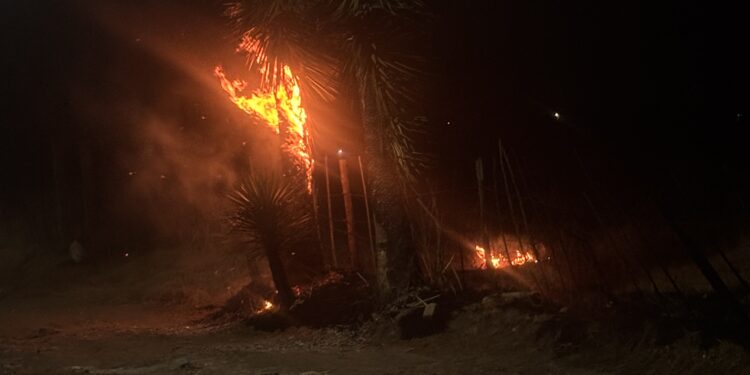 Quema de pastizal ocasiona incendio de palmeras en terrenos de labor.