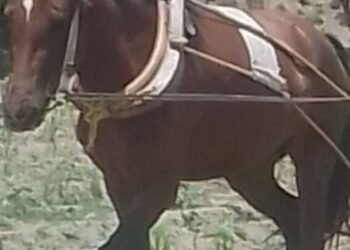 Roban yegua en la comunidad de Xicoténcatl en Huamantla.