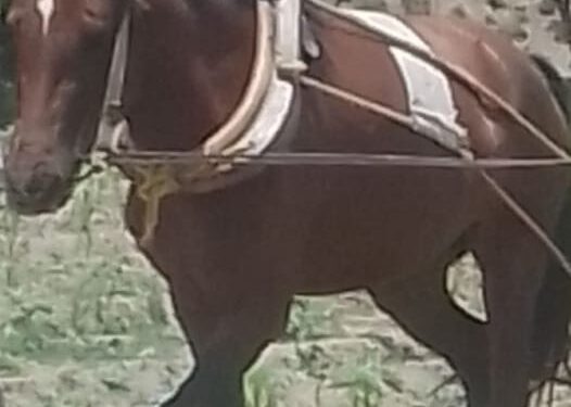 Roban yegua en la comunidad de Xicoténcatl en Huamantla.