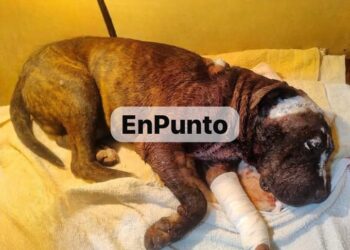 Con un machete lesionan a perrito en Ixtenco; autoridades negaron apoyo.
