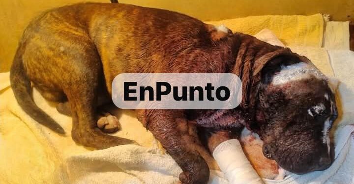 Con un machete lesionan a perrito en Ixtenco; autoridades negaron apoyo.