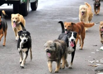 En Tlaxcala hay al rededor de 1 millón de animales en abandono: Módulo Canino