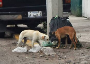Solicitan rescatistas acciones en materia de bienestar animal al alcalde de Tlaxcala.