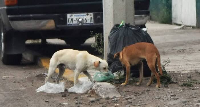 Solicitan rescatistas acciones en materia de bienestar animal al alcalde de Tlaxcala.