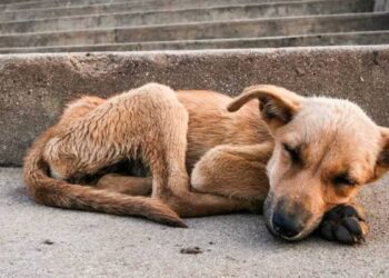 Huamantla ha sido uno de los municipios con mayor maltrato animal en los últimos años.