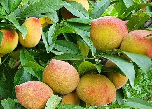 No habrá cosecha de durazno en este 2025 en Huamantla, ante granizadas.