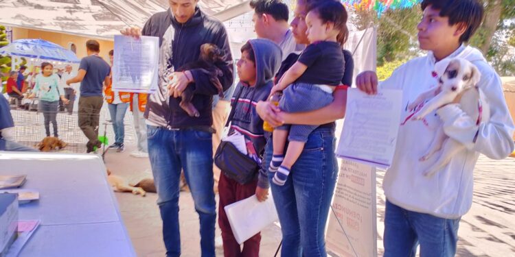 5 perritos disfrutarán de un nuevo hogar en la campaña “adogtame” en Huamantla.