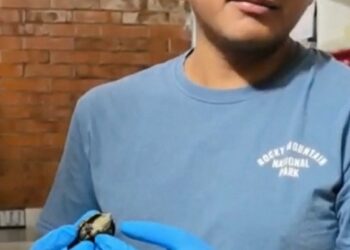 Comunidad y CTBC-UATx protegen, estudian y liberan a tortuga nativa de Tlaxcala