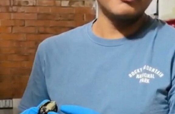 Comunidad y CTBC-UATx protegen, estudian y liberan a tortuga nativa de Tlaxcala