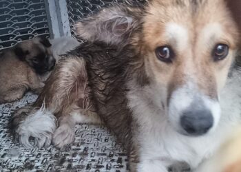 RESCATA CLÍNICA BIOFÍLICA A LOMITO ATRAPADO EN UNA BARDA DURANTE LA LLUVIA DE ESTE LUNES