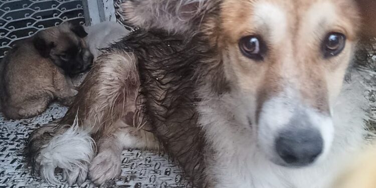 RESCATA CLÍNICA BIOFÍLICA A LOMITO ATRAPADO EN UNA BARDA DURANTE LA LLUVIA DE ESTE LUNES