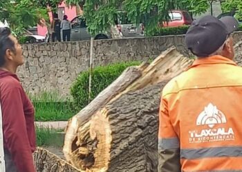 ÁREAS DEL AYUNTAMIENTO CAPITALINO RETIRAN ÁRBOL EN DESCOMPOSICIÓN PARA GARANTIZAR SEGURIDAD DE PEATONES Y AUTOMOVILISTAS