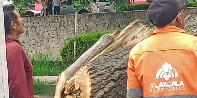 ÁREAS DEL AYUNTAMIENTO CAPITALINO RETIRAN ÁRBOL EN DESCOMPOSICIÓN PARA GARANTIZAR SEGURIDAD DE PEATONES Y AUTOMOVILISTAS