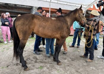 Se realiza Jornada Médica gratuita para caballos, mulas y burros en Huamantla