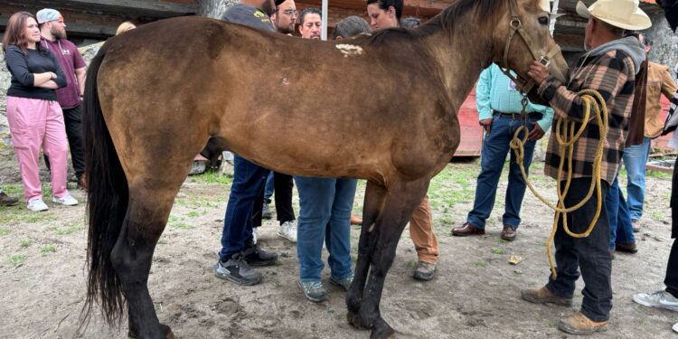 Se realiza Jornada Médica gratuita para caballos, mulas y burros en Huamantla