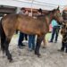 Se realiza Jornada Médica gratuita para caballos, mulas y burros en Huamantla
