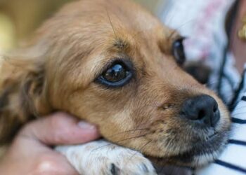 Ningún municipio en Tlaxcala emite censo para brindar Clave del Registro Único de Animales de Compañía (CRUAC).