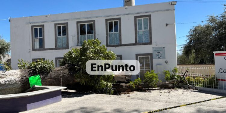 Car árbol frente a la presidencia del barrio de La Preciosa en Huamantla; no hay lesionados. 