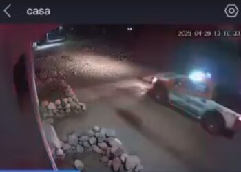 Policías de Ixtenco atropellan a perrito.