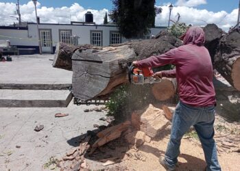 Retiran árbol milenario en el parque del barrio de La Preciosa por seguridad