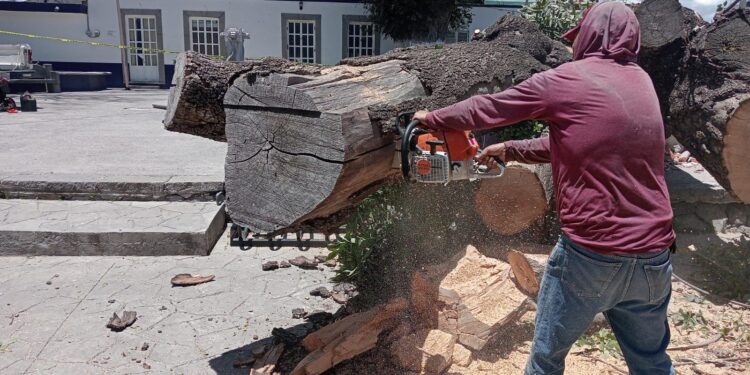 Retiran árbol milenario en el parque del barrio de La Preciosa por seguridad
