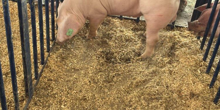 Realizan en Huamantla la primera Subasta Porcina en la Expo Ganadera