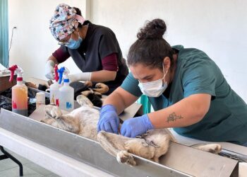 LA CARAVANA DE SALUD Y SERVICIOS BRINDA ATENCIÓN DIRECTA A FAMILIAS DE EL CARMEN XALPATLAHUAYA