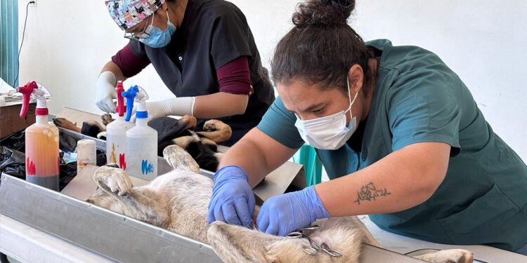 LA CARAVANA DE SALUD Y SERVICIOS BRINDA ATENCIÓN DIRECTA A FAMILIAS DE EL CARMEN XALPATLAHUAYA