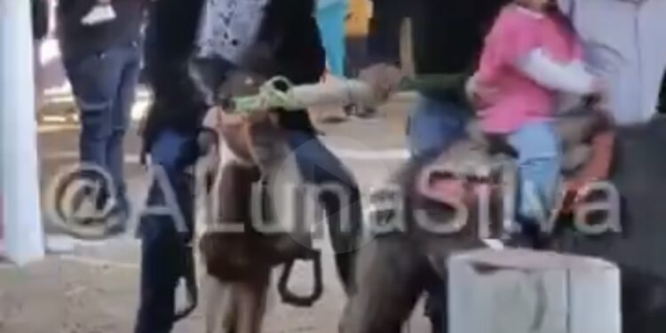 Animalistas evidencian maltrato animal en la feria de Tlaxcala.